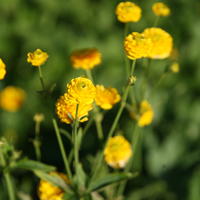 Ranunculus - Hahnenfuss
