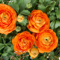 Renoncule des jardins 'Aviv' - orange
