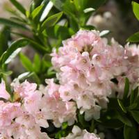 Zwerg Rhododendron