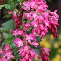 Blutjohannisbeeren