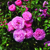 niedrige Rosen (bis 40 cm)