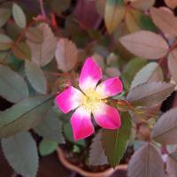 Rose Rosa glauca