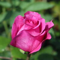 Beetrose ‘Adore Aroma’