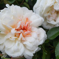 Rose 'Auguste Gervais'