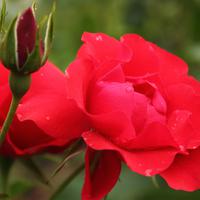 ‘Black Forest Rose’