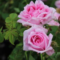 ‘Comte de Chambord’