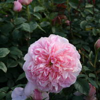 ‘Dame de Chenonceau’