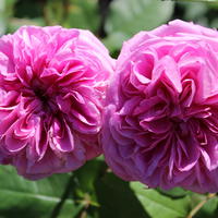 Englische Kletterrosen