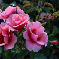 Rose 'Maestro Babylon Eyes’