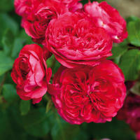 ‘Red Leonardo da Vinci’
