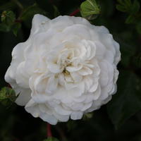 Rose 'Sander's White Rambler'
