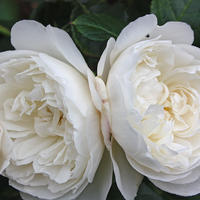 ‘William and Catherine’