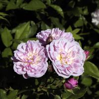 Rose Roseasy ‘Pompadour’