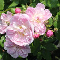 Rose Roseasy ‘Pompadour’