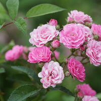 Rose Roseasy Married 