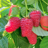 Zukunftshimbeeren