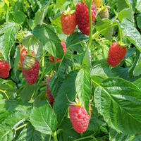 Die beste Erde fr Himbeeren - Welchen Boden brauchen Himbeerpflanzen?