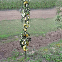 Birnbume