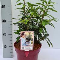 Schattenblume, Fleischbeere 'Winter Gem'