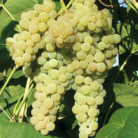 kernlose Trauben