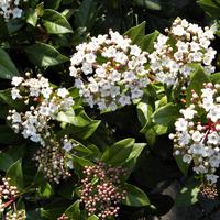 Mittelmeer-Schneeball (Viburnum tinus)