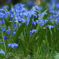 Blaustern - Scilla