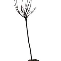Johannisbeere Ribest� Blanchette�