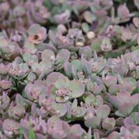 Fetthenne 'Lidacense'