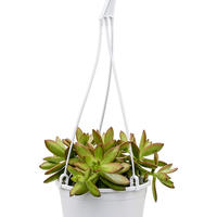 Fetthenne (Sedum nussbaumerianum)