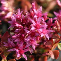 Fetthenne Sedum spurium 'Schorbuser Blut'