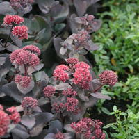 Fetthenne (Sedum telephium) 'Jos Aubergine'