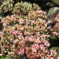 Fetthenne (Sedum telephium) 'Matrona'