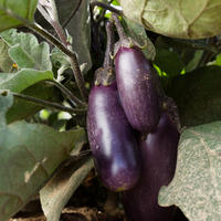 Aubergine 'Slim Jim'