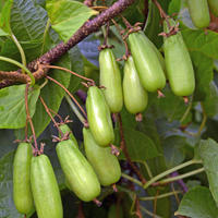 Actinidia kolomikta - Sommerkiwi