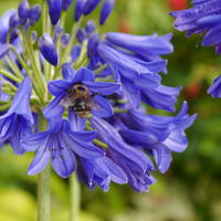 Agapanthus 'Flower of Love'