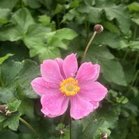 An�mones du Japon 'September Charm'