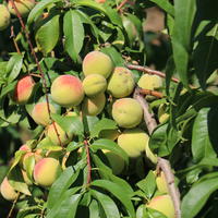 Veroma Aromapfirsiche