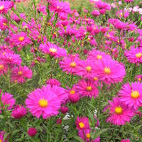 Aster novi-belgii 'Winston Churchill'