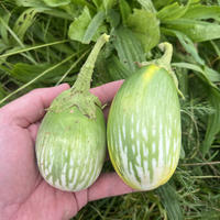 Aubergine 'Green Blitz'