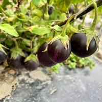 Aubergine 'Purple Blitz'