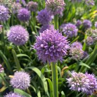 Berglauch (Allium senescens subsp. montanum)