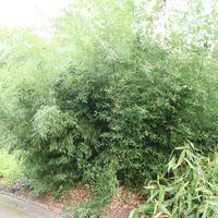 Phyllostachys-Bambus