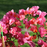 Bougainvillea 'Terracotta'
