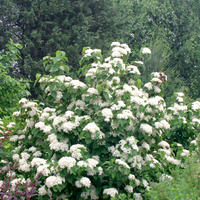 Breitdoldiger Schneeball (Viburnum dilatatum) 'Cardinal Candy'