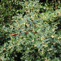 Duftbl�te (Osmanthus x burkwoodii)
