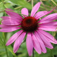 Echinacea pallida