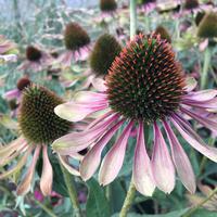 Sonnenhut (Echinacea purpurea) 'Green Twister'