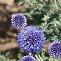 Kugeldistel, Echinops