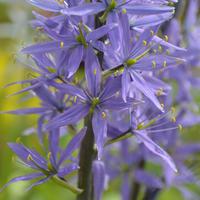 Essbare Prrielilie (Camassia quamash) 'Indianerkartoffel'