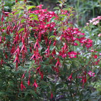 Winterharte Fuchsie (Fuchsia magellanica) 'Gracilis’